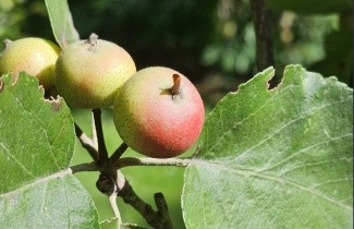 Afbeelding Japanse sierappel - Malus tschonoskii