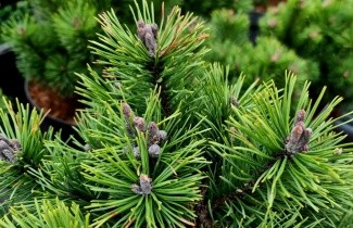 Afbeelding Bergden - Pinus mugo 'Mops'