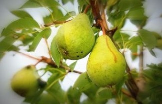 Afbeelding Handpeer  "Comtesse de Paris"  - Pyrus communis 'Comtesse de Paris'