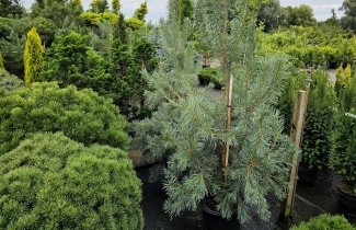 Afbeelding Grove Den 'Norska' - Pinus sylvestris 'Norska'
