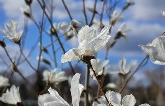 Afbeelding Magnolia kobus - Magnolia kobus