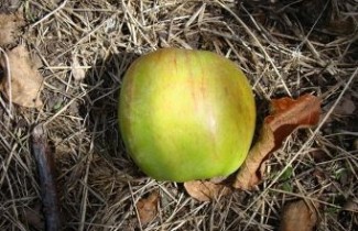 Afbeelding Appel Roter Gravensteiner - Malus domestica 'Roter Gravensteiner'
