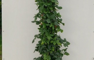 Afbeelding Klimroos 'Uetersener Klosterrose' - Rosa (K) 'Uetersener Klosterrose'