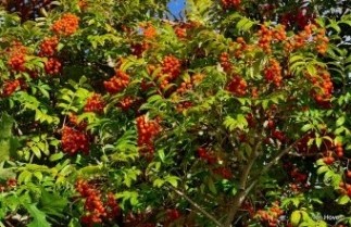 Afbeelding Lijsterbes 'Fireball' - Sorbus commixta 'Fireball'