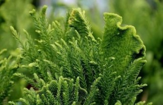 Afbeelding Japanse cipres 'Cristata' - Cryptomeria japonica 'Cristata'