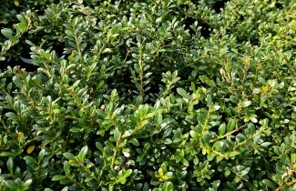 Afbeelding Japanse hulst 'Stokes' - Ilex crenata 'Stokes'