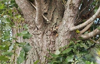 Afbeelding Italiaanse populier - Populus nigra 'Italica'