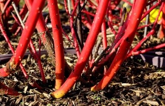 Afbeelding Kornoelje 'Sibirica' - vakbeplanting - Cornus alba 'Sibirica'