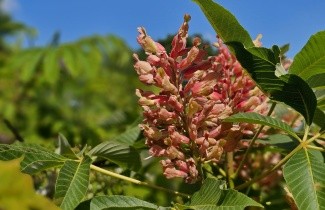 Afbeelding Rode Pavia - Aesculus pavia 'Rosea Nana'