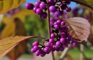 Afbeelding Schoonvrucht 'Profusion' - Callicarpa bodinieri 'Profusion'