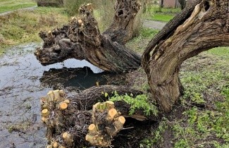 Afbeelding Schietwilg - Salix alba