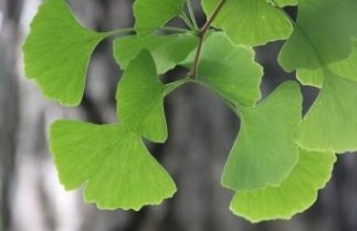 Afbeelding Japanse Notenboom - Ginkgo biloba