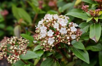 Afbeelding Sneeuwbal 'Eve Price' - Viburnum tinus 'Eve Price'