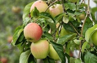 Afbeelding Appel "Pinova" - Malus domestica 'Pinova'