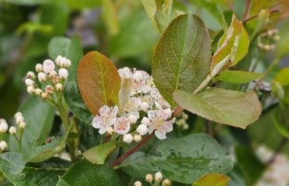 Ondersteunende afbeelding voor categorie Struiken