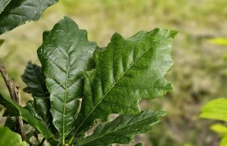 Afbeelding Eik 'Regal Prince' - Quercus warei 'Regal Prince'
