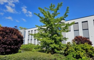 Afbeelding Japanse Notenboom - Ginkgo biloba