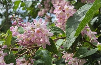 Afbeelding Bruidsbloem  'Strawberry Fields' - Deutzia hybrida 'Strawberry Fields'