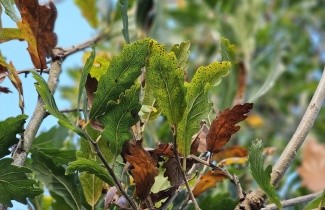 Afbeelding Semi- wintergroene eik 'Pseudoturneri' - Quercus x turneri 'Pseudoturneri'