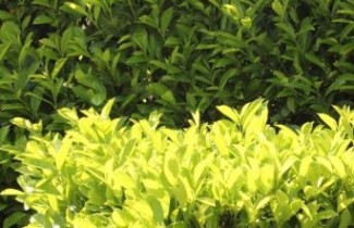 Afbeelding Laurierkers 'Rotundifolia' - Prunus laurocerasus 'Rotundifolia'