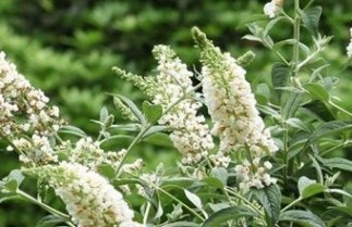 Afbeelding Dwerg Vlinderstruik 'White Chip' - Buddleja davidii 'White Chip'