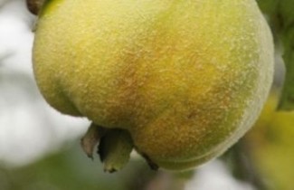 Afbeelding Kweepeer - Cydonia oblonga 'Portugal'