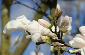 Afbeelding Magnolia 'Donna' - Magnolia X loebneri 'Donna'