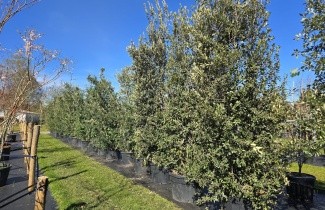 Afbeelding Steeneik - Quercus ilex
