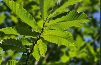Afbeelding Tamme Kastanje, spil - Castanea sativa
