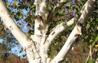 Afbeelding Himalayaberk - Betula utilis 'Doorenbos'