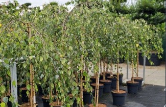 Afbeelding Prieelberk - Betula pendula 'Youngii'