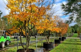 Afbeelding Perzisch IJzerhout - Parrotia persica