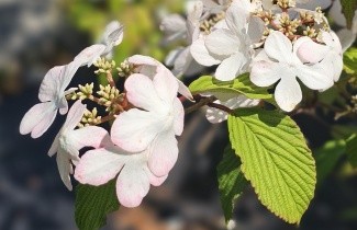 Afbeelding Japanse Sneeuwbal  'Kilimandjaro' - Viburnum plicatum 'Kilimandjaro'