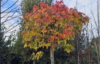 Afbeelding Amberboom 'Gum Ball' - Liquidambar styraciflua 'Gum Ball'