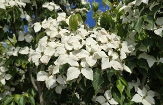 Afbeelding Japanse grootbloemige kornoelje chinensis - Cornus kousa chinensis