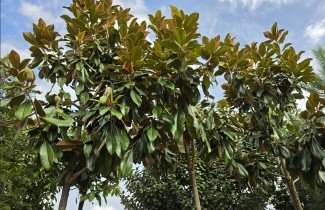 Afbeelding Magnolia 'Goliath' - Magnolia grandiflora 'Goliath'