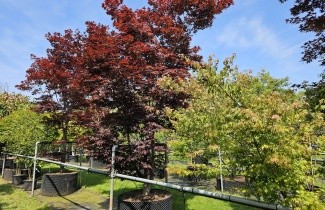 Afbeelding Japanse Esdoorn 'Fireglow' - Acer palmatum 'Fireglow'