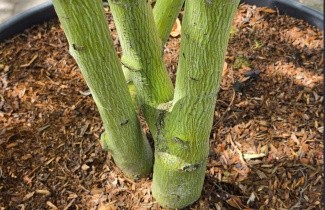 Afbeelding Chinese Esdoorn davidii - Acer davidii