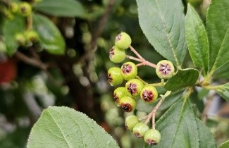 Afbeelding Appelbes  'Brilliant' - Aronia arbutifolia 'Brilliant'