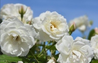 Afbeelding Heesterroos ''Schneewittchen - Rosa (F) Schneewittchen