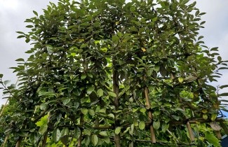 Afbeelding Olijfwilg - Elaeagnus ebbingei