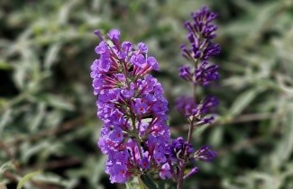 Afbeelding Vlinderstruik 'Nanho Blue' - Buddleja davidii 'Nanho Blue'