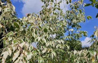 Afbeelding Bonte Vederesdoorn 'Flamingo' - Acer negundo 'Flamingo'