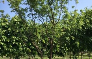 Afbeelding Papieresdoorn nikoense - Acer griseum x nikoense
