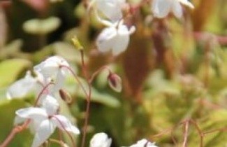 Afbeelding Elfenbloem 'Niveum' - Epimedium youngianum 'Niveum'