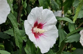 Afbeelding Altheastruik   'Red Heart' - Hibiscus syriacus 'Red Heart'