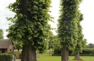 Afbeelding Boerenleilinde - Tilia cv