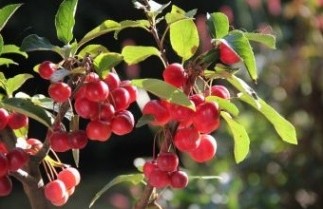 Afbeelding Sierappel 'Red Sentinel' - Malus 'Red Sentinel'
