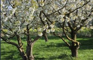 Afbeelding Kers 'Bigarreau Napoleon' - Prunus avium 'Bigarreau Napoleon'