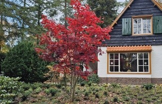 Afbeelding Japanse Esdoorn 'Bloodgood' - Acer palmatum 'Bloodgood'